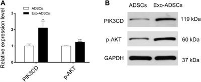 Schwann Cell-Derived Exosomes Induce the  - Frontiers